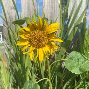 Meet your Posher, Arlie